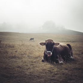 Cows on Mont Salève