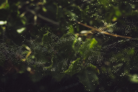 Spider web