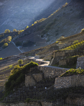 Vétroz vineyards