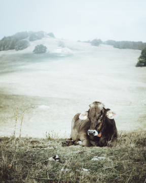 Cow on Mont Salève