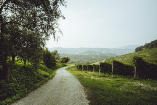 Piedmont vineyards