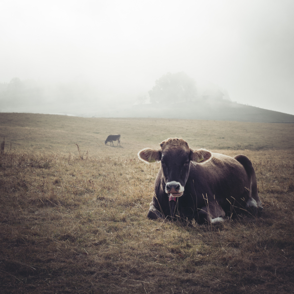 Cows on Mont Salève