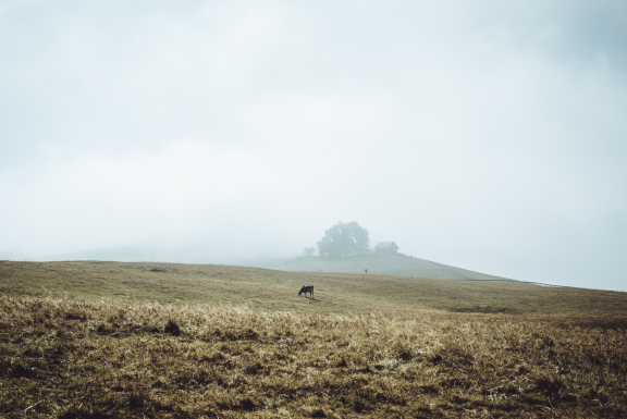 Cows on Mont Salève